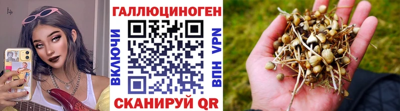 блэк спрут ССЫЛКА  Щёлково  Псилоцибиновые грибы Psilocybine cubensis  что такое наркотик 